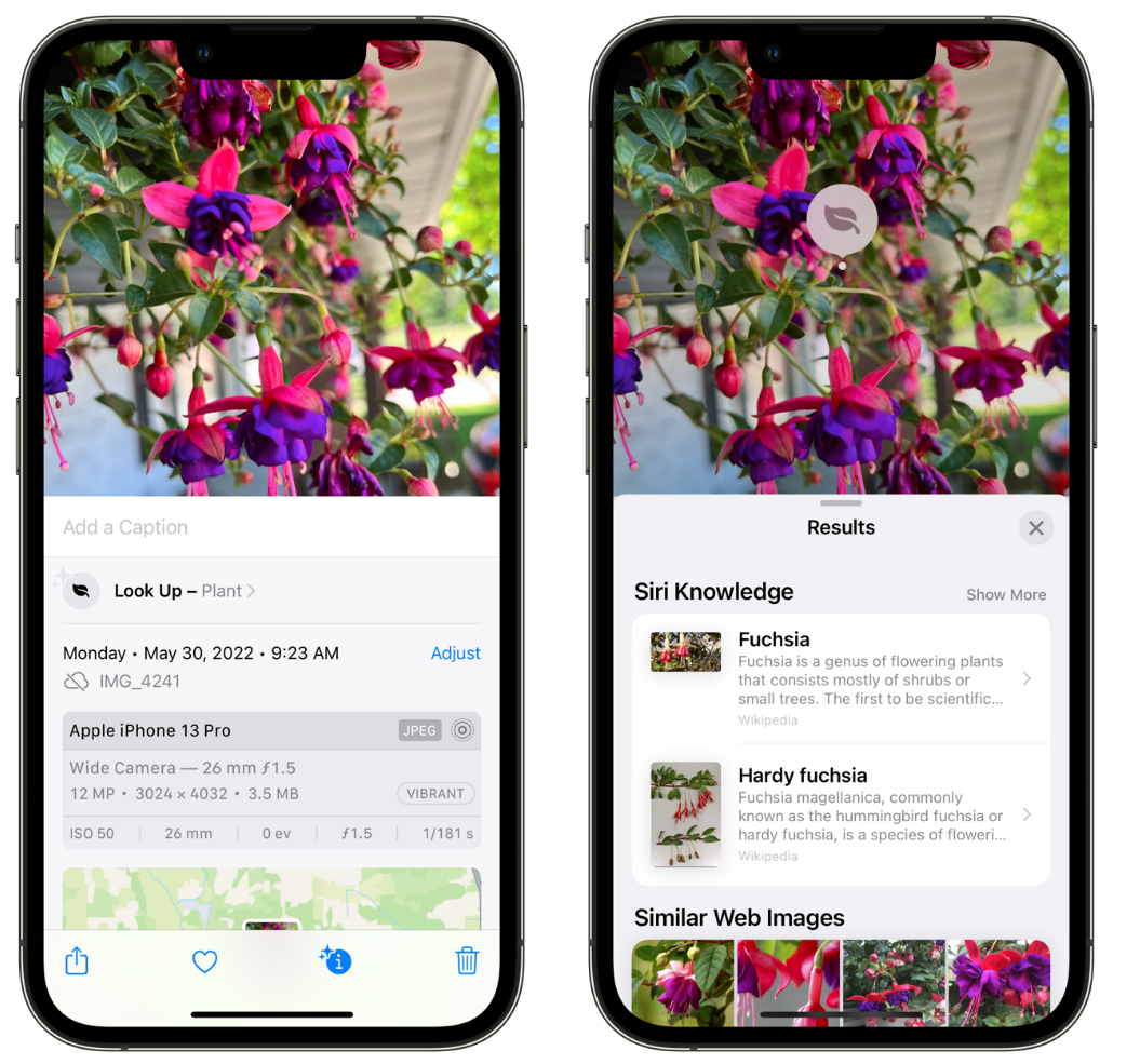 崇仁苹果手机维修分享小技巧：使用 iPhone 相机识别花卉植物 